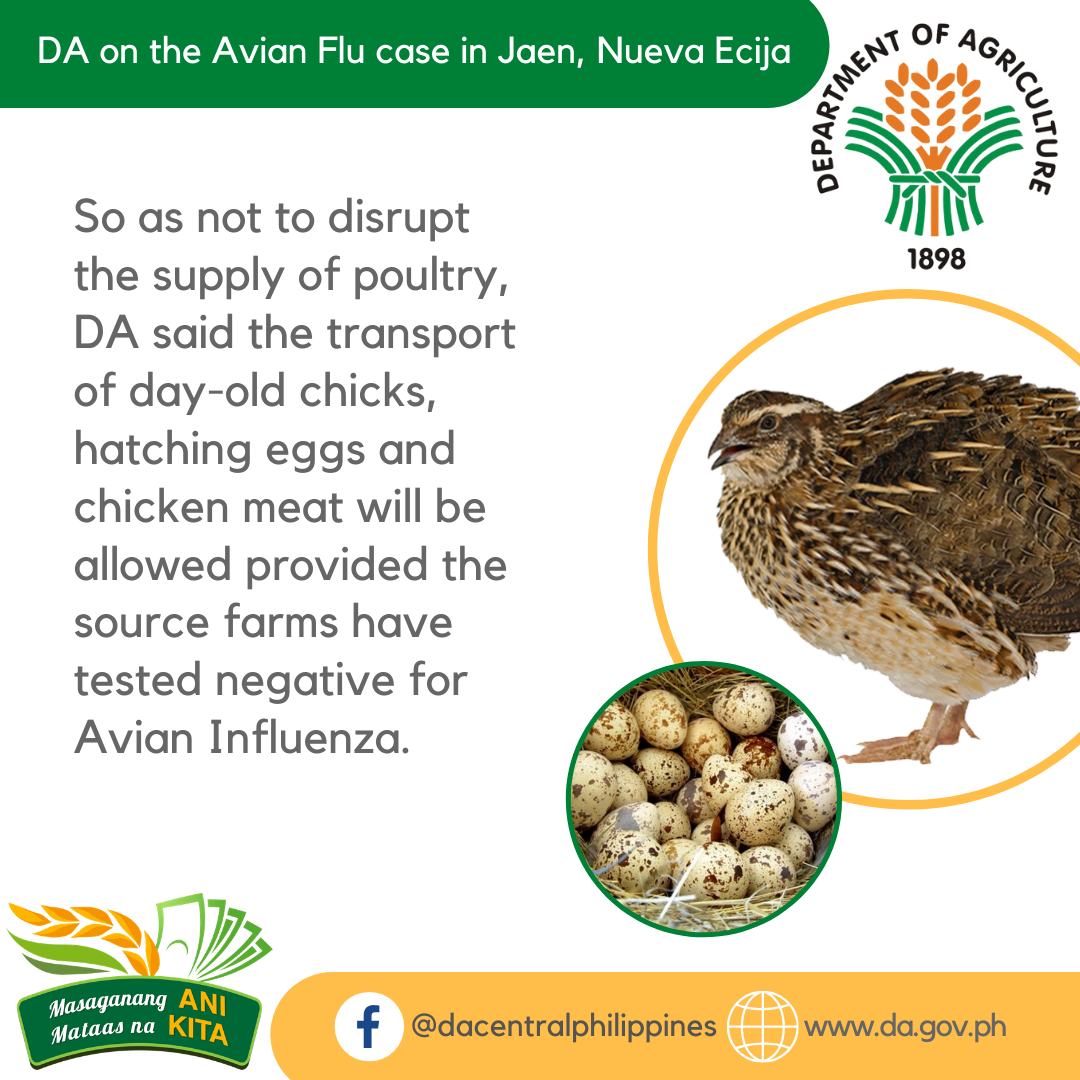 Department Of Agriculture Confirms Case Of Avian Flu On A Quail (Pugo ...